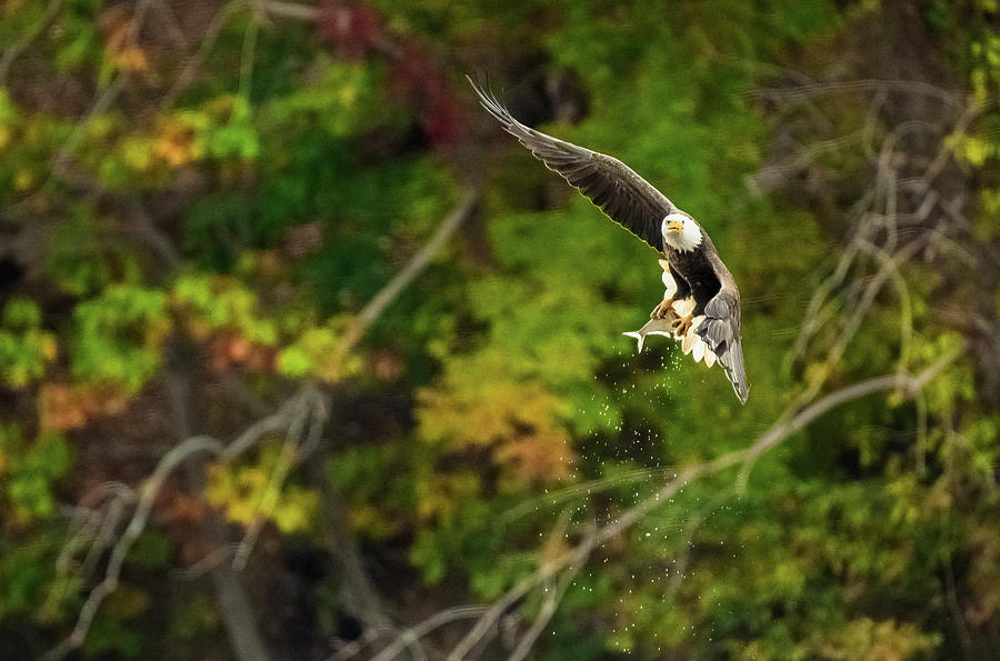 Bald Eagle Fishing Success Photograph by Jeff at JSJ Photography