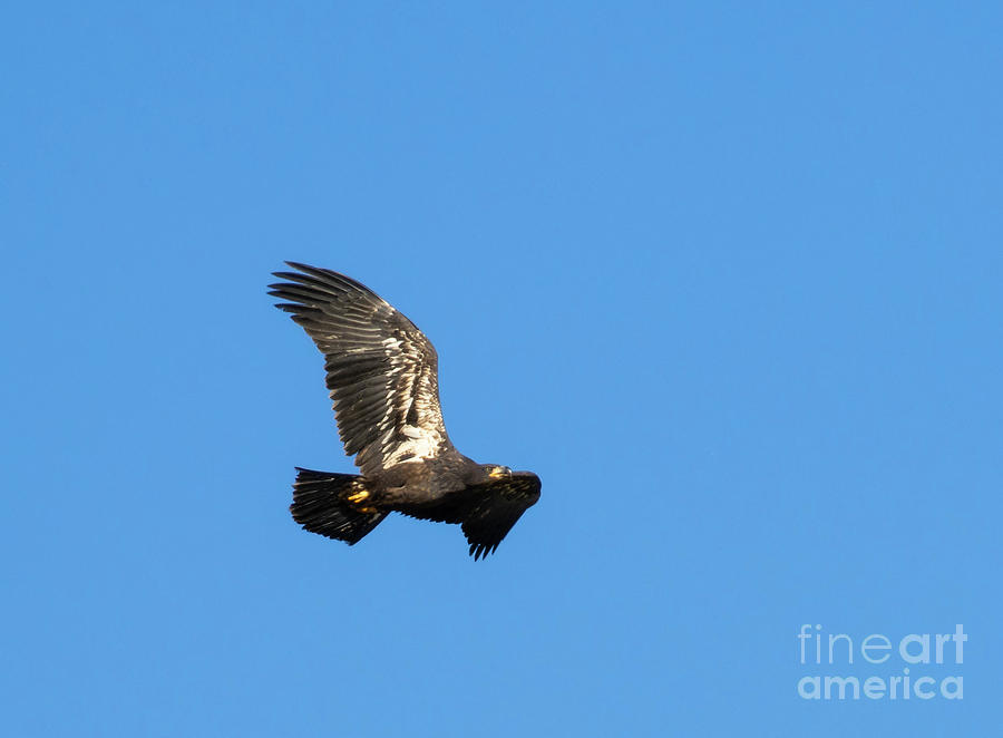 Bald Eagle Fledgling Soaring Photograph by Steven Krull