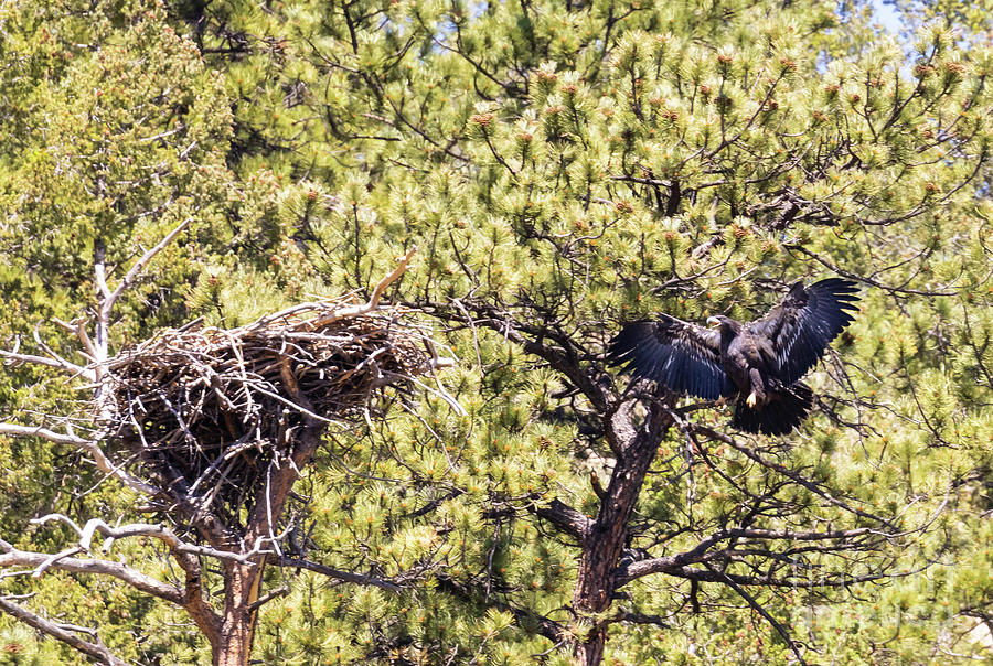 Bald Eagle Fledgling Photograph by Steven Krull