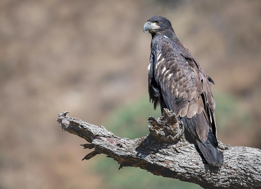 Bald Eagle Fledgling Photograph by Sue Griffin - Fine Art America