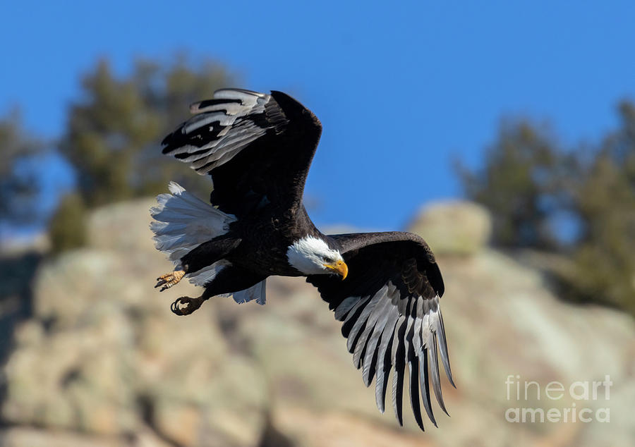 Bald Eagle Flexing Wings Photograph