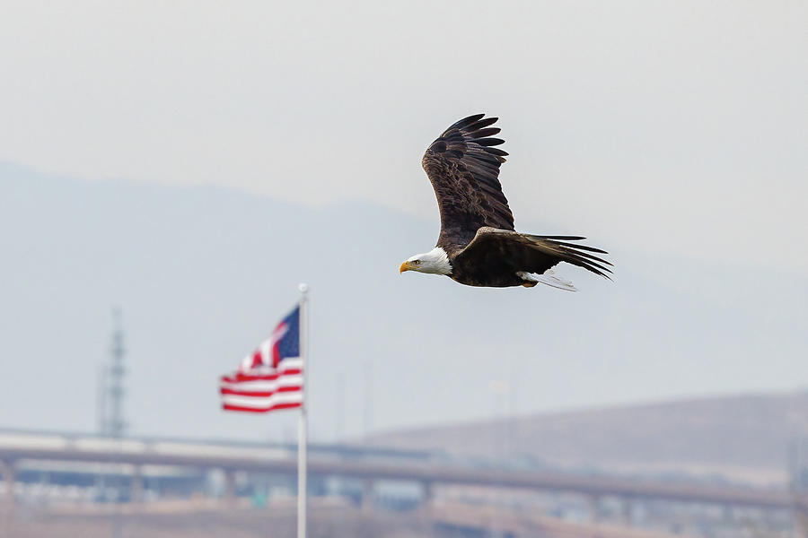 Bald Eagle Flies By Old Glory Photograph