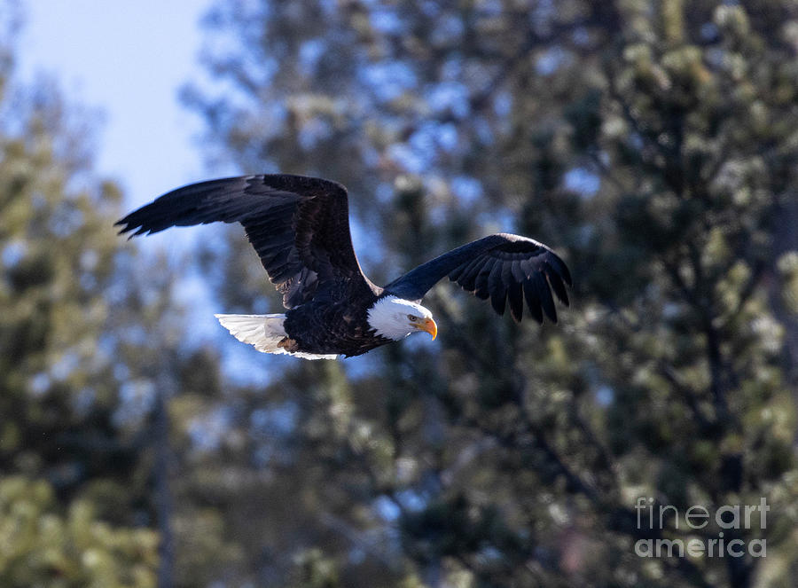 Bald Eagle Flight In The Pines Photograph