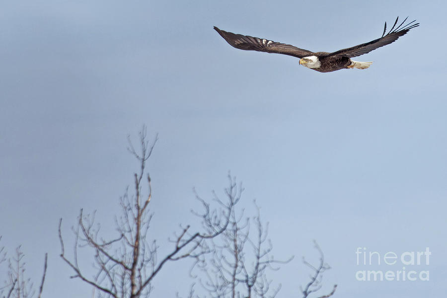 Bald Eagle Flight Photograph by Natural Focal Point Photography