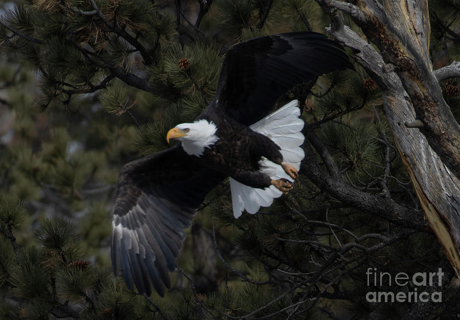Bald Eagle Flight Old Tree Photograph by Steven Krull