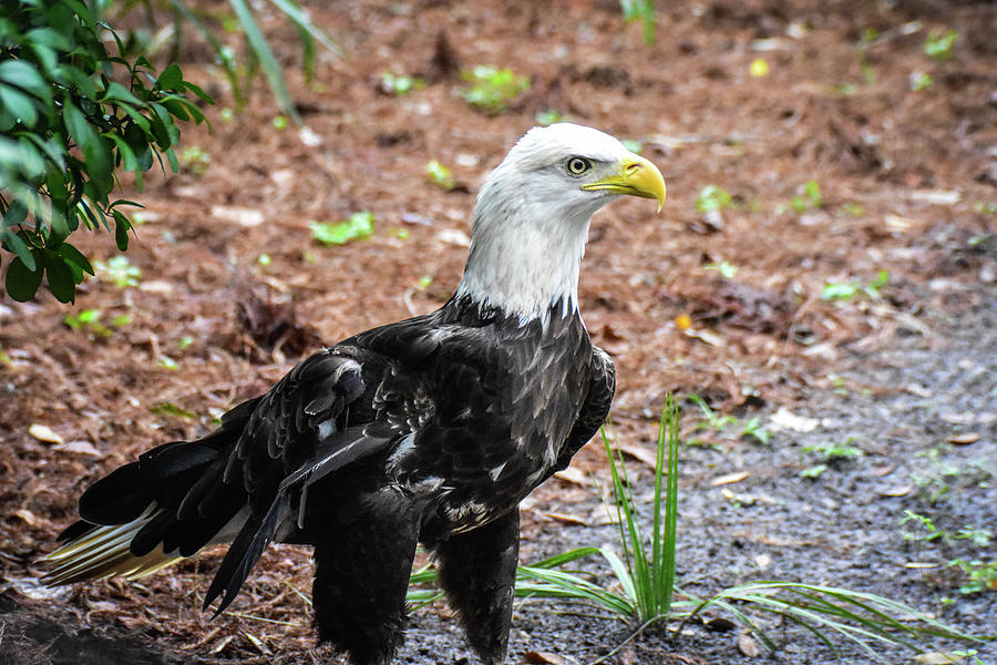 Bald Eagle Florida wetland Photograph by Ed Stokes