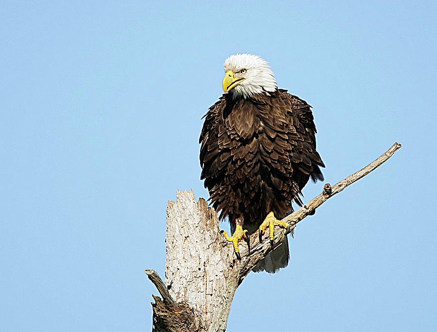 Bald Eagle Fluffing Feathers Photograph