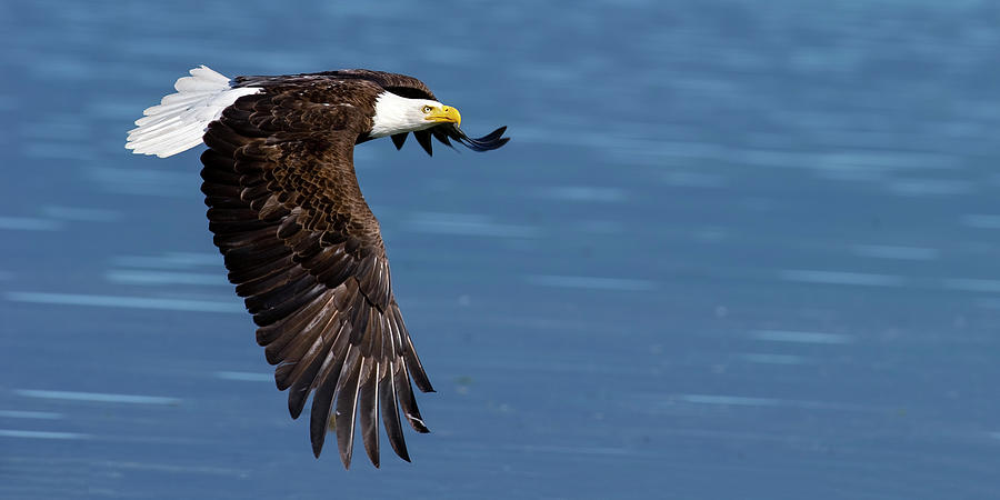 Bald eagle fly by Photograph by Gary Langley - Fine Art America