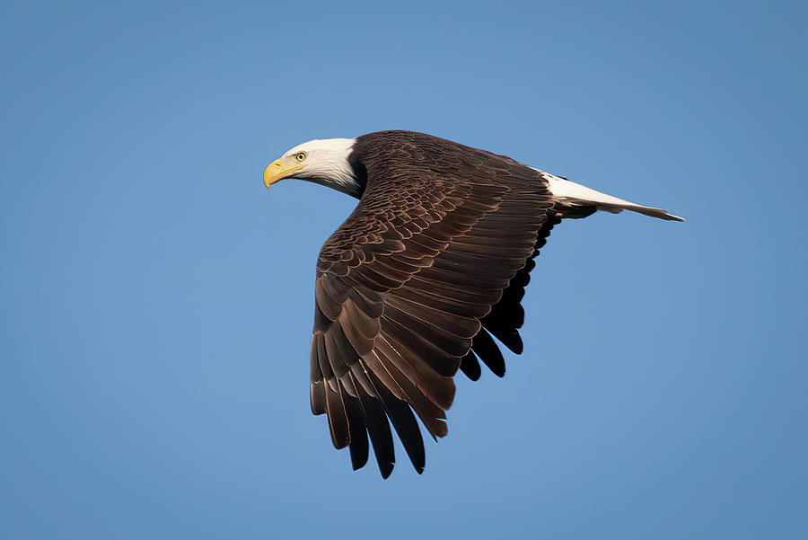flying bald eagle flight
