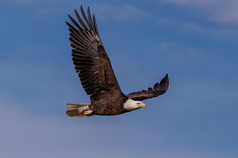 Bald Eagle Flyby Against A Fantastic Sky Photograph