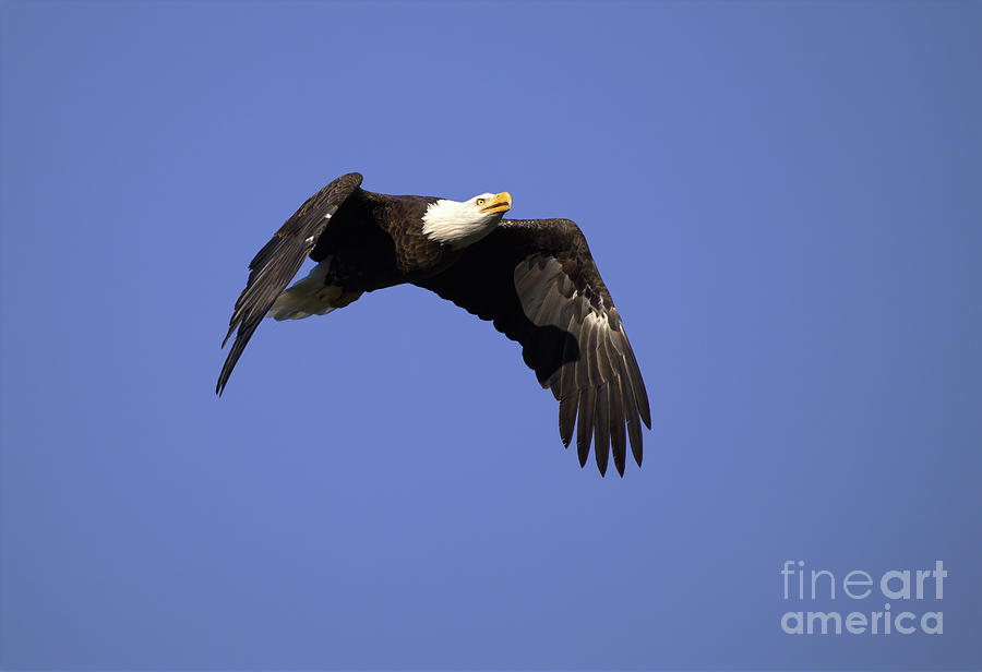 Bald Eagle Flyby Photograph by Douglas Stucky