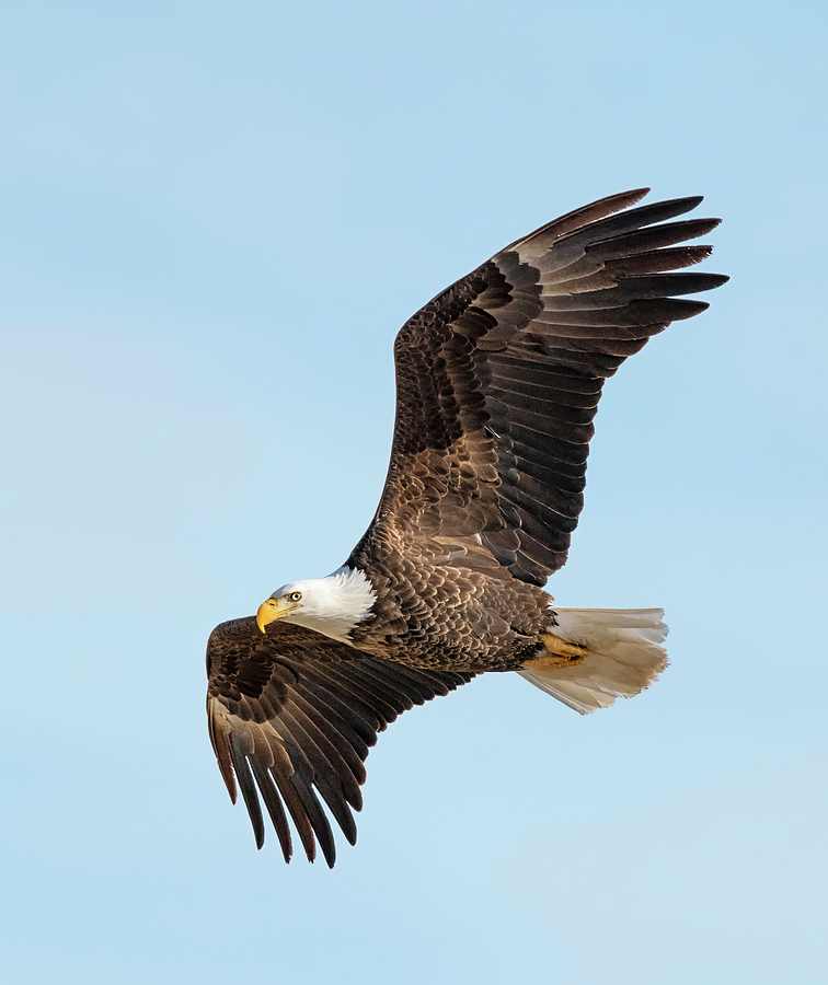Bald Eagle Flyby Photograph by Loree Johnson