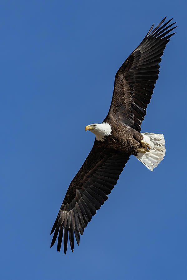 Bald Eagle Flyby Portrait Photograph by Tony Hake