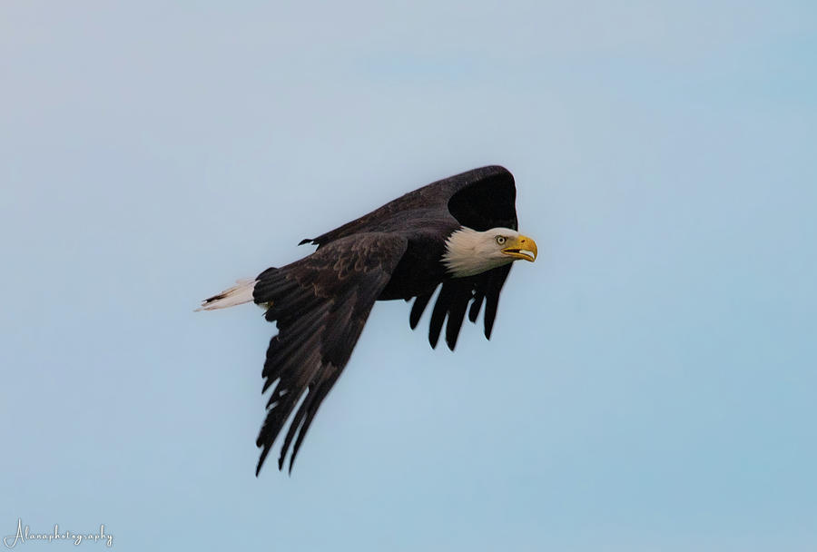 Bald Eagle Flying Pyrography By Alana Photography Fine Art America 