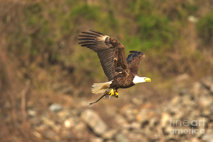 Bald Eagle Flying And FIshing Photograph by Adam Jewell