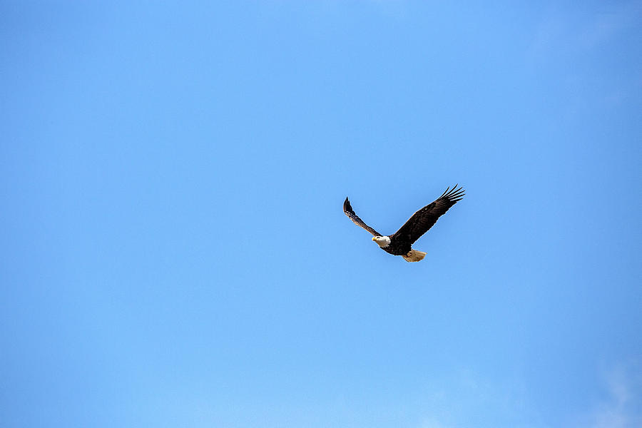 Bald Eagle Flying Photograph by Deborah Penland