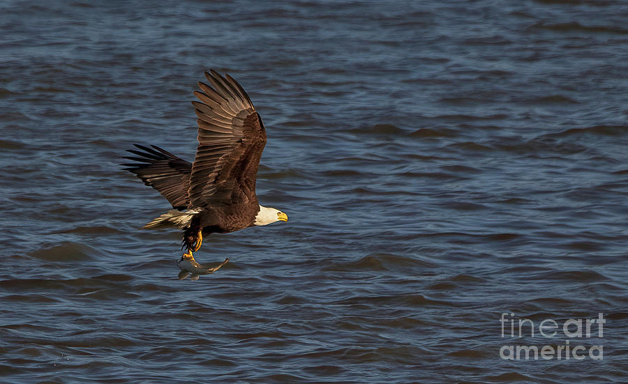 Bald Eagle Flying Fish Photograph by Teresa Jack
