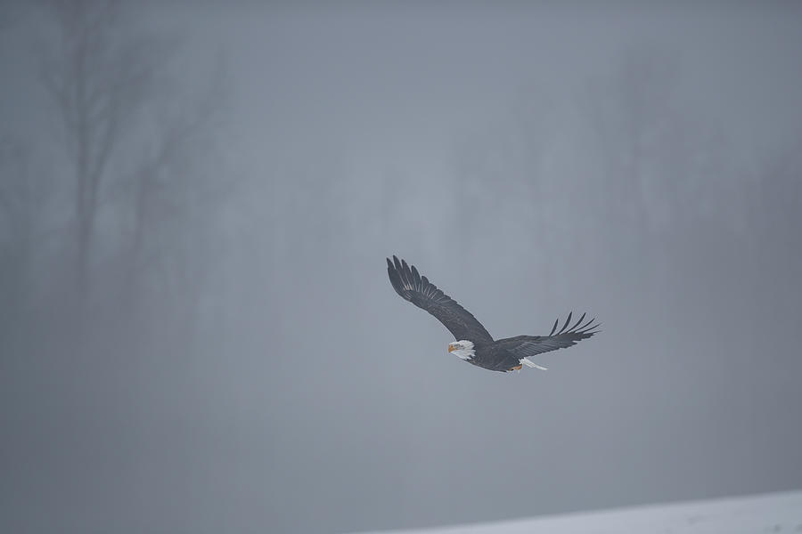 Bald Eagle Flying In Foggy Forest Photograph by Murray Rudd