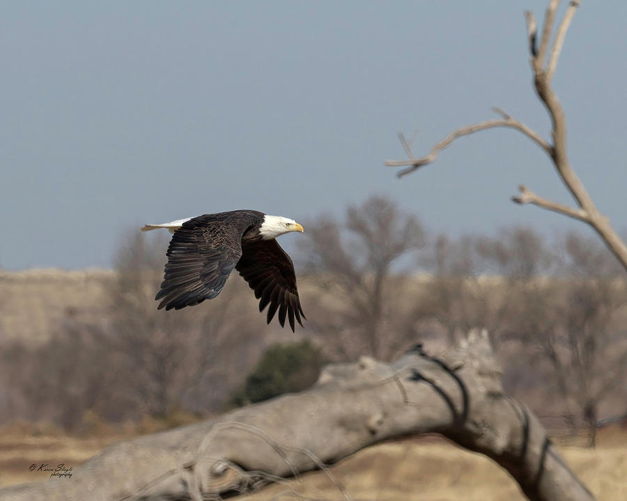 Bald Eagle Flying Low Photograph by Karen Slagle
