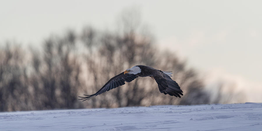Bald eagle flying low Photograph by Murray Rudd