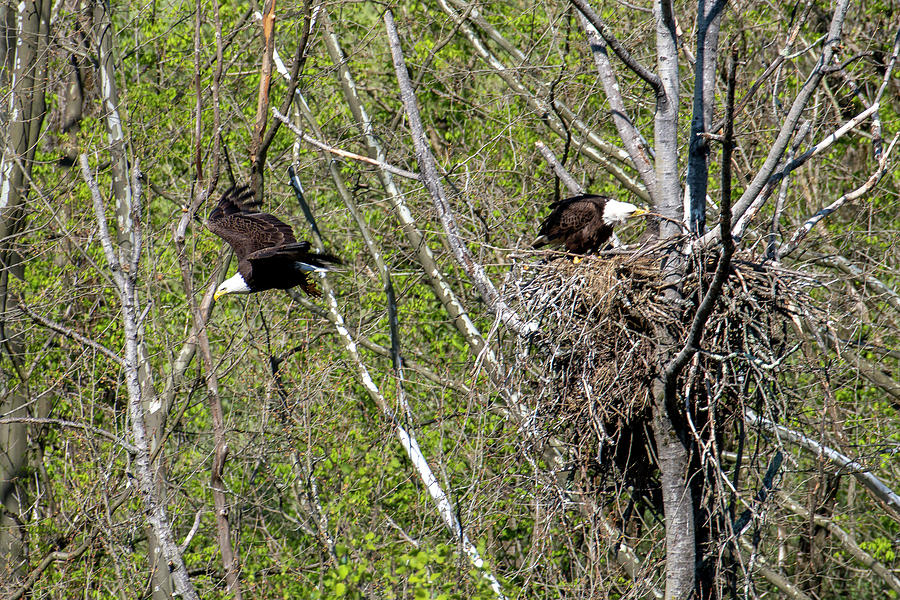 Bald eagle flying off the nest to search for food Photograph by Dan Friend