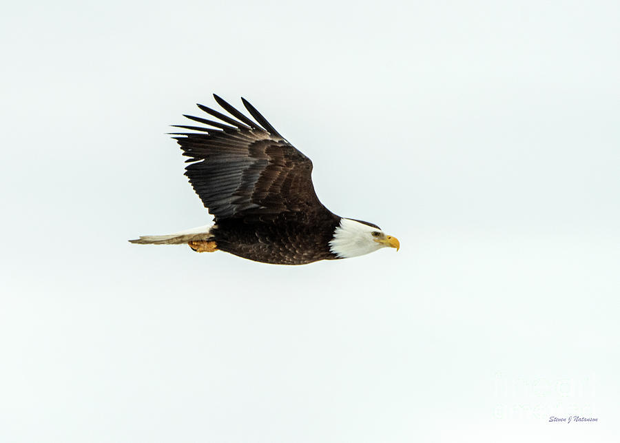 Bald Eagle Flying Photograph by Steven Natanson