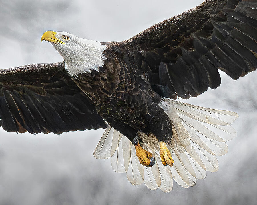 Bald Eagle flying up to perch Photograph by Alan Moore Bald Eagle flying up to perch Photograph by Alan Moore