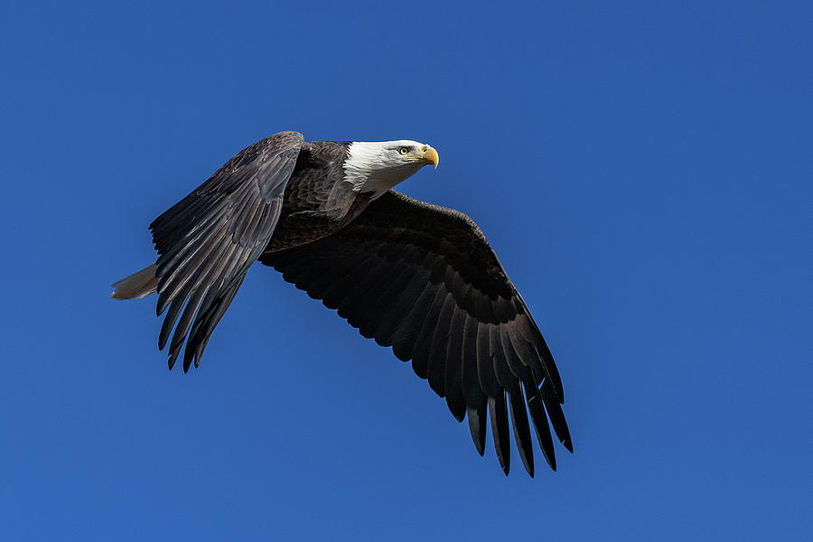 Bald Eagle Focused in Flight Photograph by Tony Hake