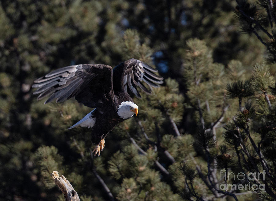 Bald Eagle Folded Wings Photograph