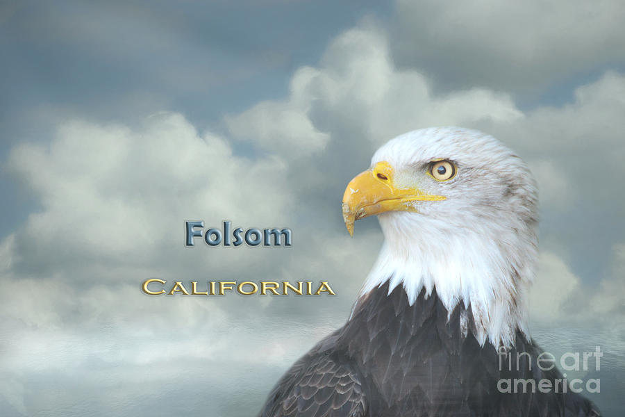 Eagle Mixed Media - Bald Eagle Folsom CA by Elisabeth Lucas