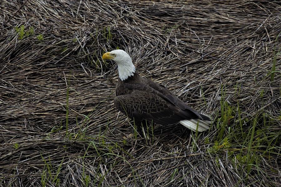 Bald Eagle gathering Nest Materials Photograph by Nick Carroll - Fine ...