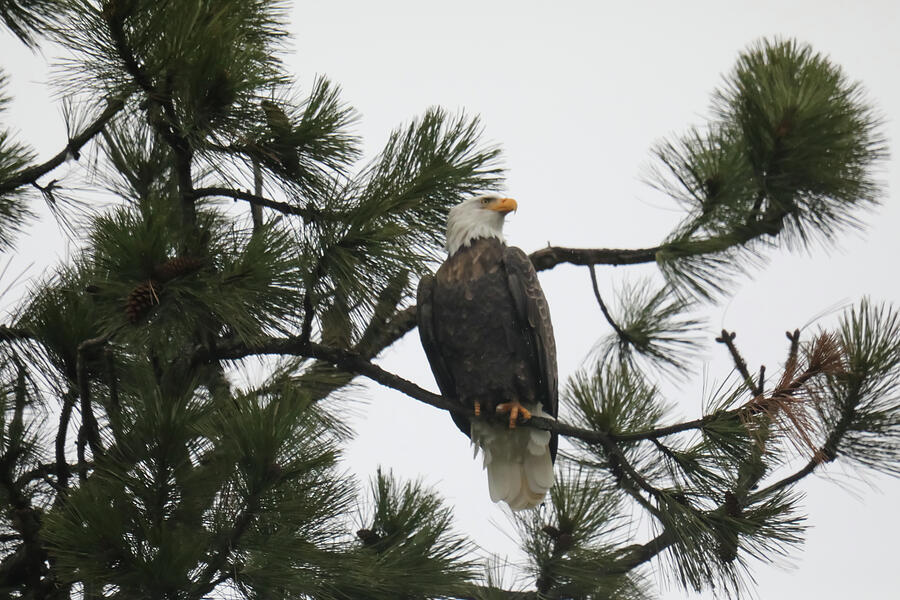 Bald Eagle Gazing From Pine Boughs Photograph