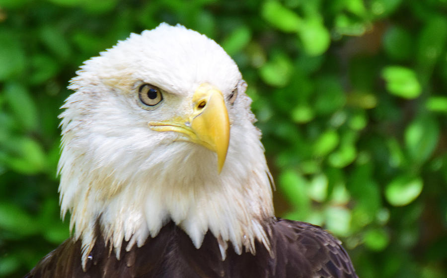 Bald Eagle glare Photograph by Ed Stokes