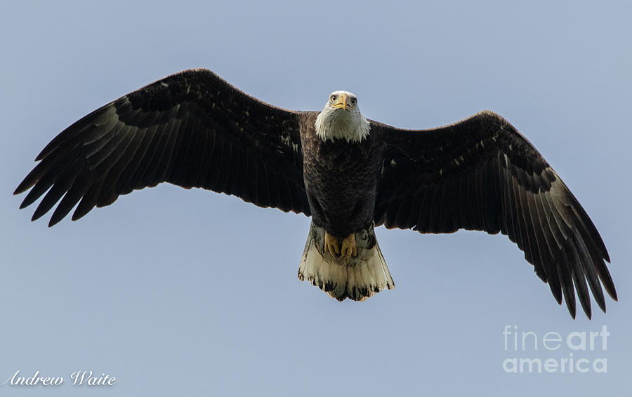 Bald Eagle Gliding Photograph by Andrew Waite - Fine Art America