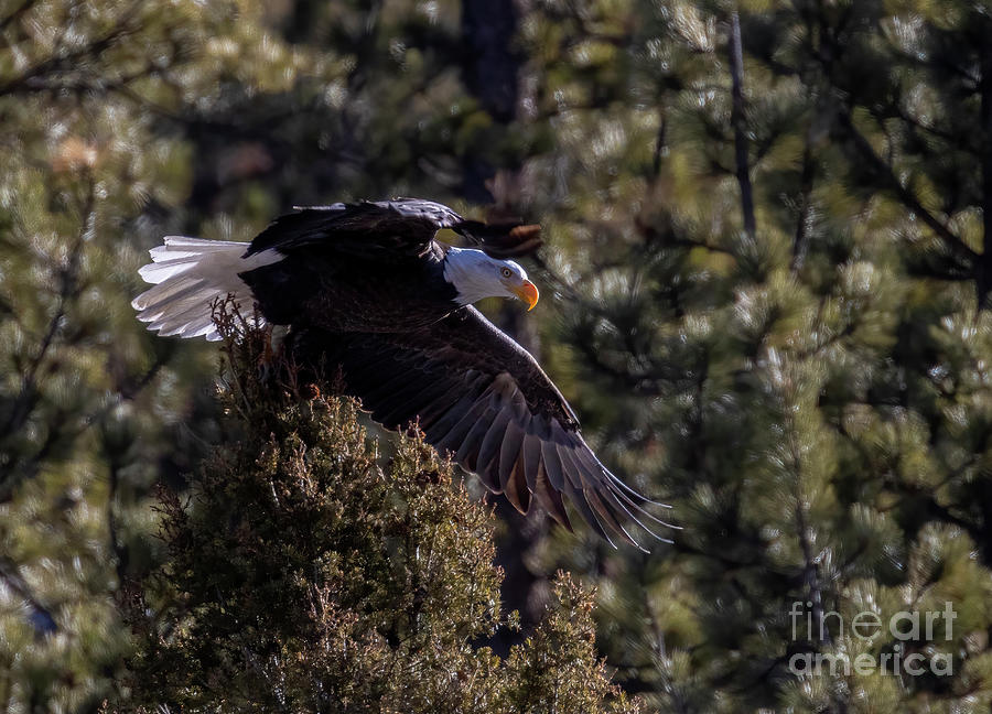 Bald Eagle Gliding in Eleven Mile Canyon Photograph by Steven Krull