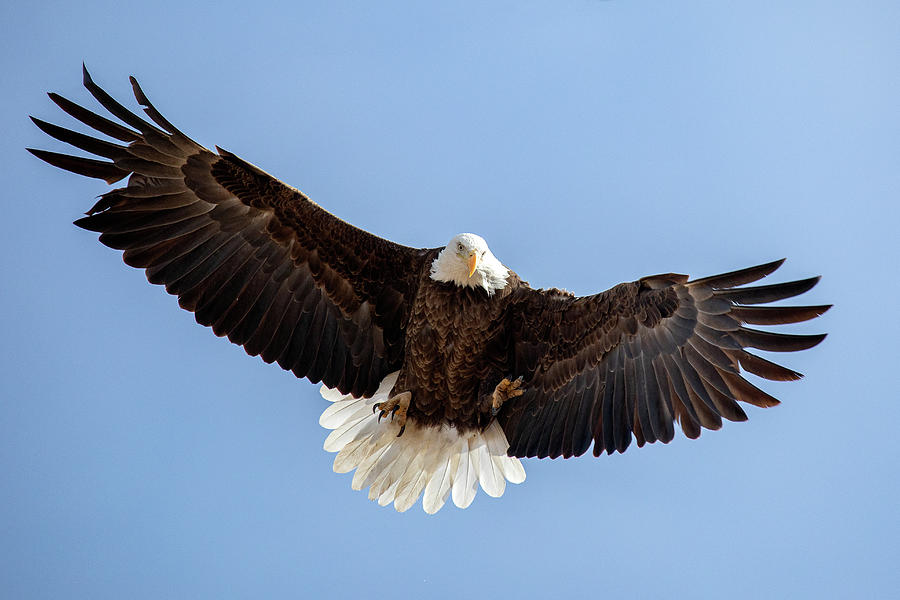 Bald Eagle Goes Wide Photograph by Tony Hake - Pixels