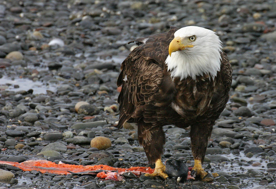 Bald Eagle Guards Scraps Photograph by Ed Stokes
