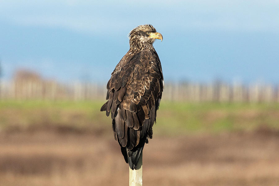 Bald Eagle - Haliaeetus leucocephalus - at Boundary Bay Photograph by Michael Russell