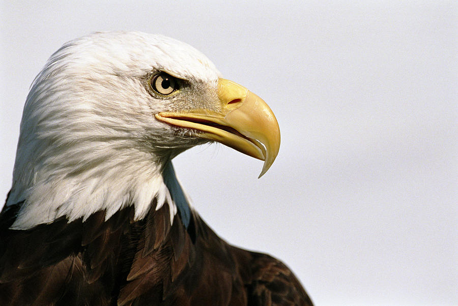 Bald eagle (Haliaeetus leucocephalus), close-up, side view Photograph by Chad Baker/Jason Reed/Ryan McVay