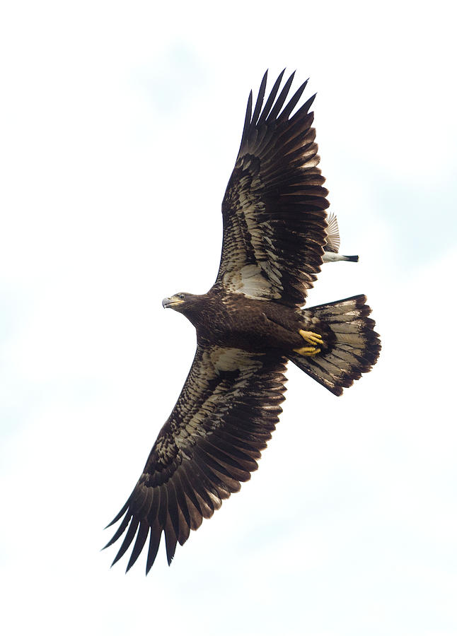 Bald Eagle, haliaeetus leucocephalus and Eastern Kingbird Photograph by Eric Abernethy