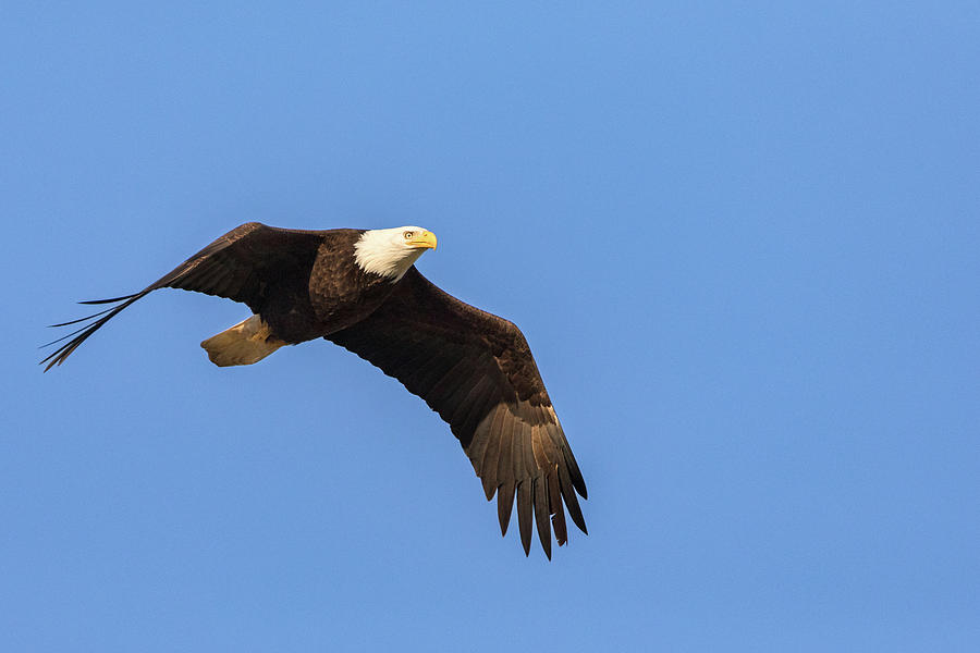 Bald Eagle - Haliaeetus leucocephalus -  in Flight Photograph by Michael Russell
