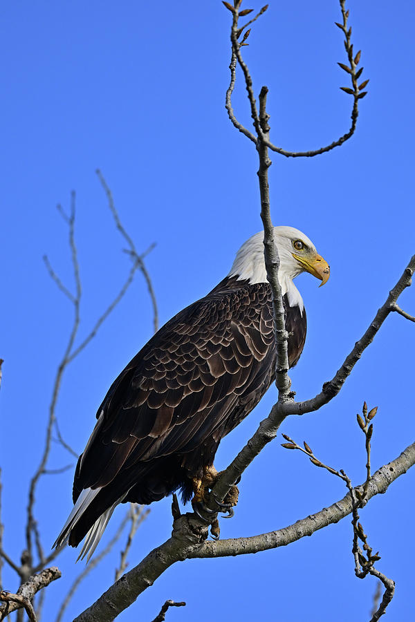 Bald Eagle - Haliaeetus leucocephalus in Tree Top Photograph by Amazing Action Photo Video