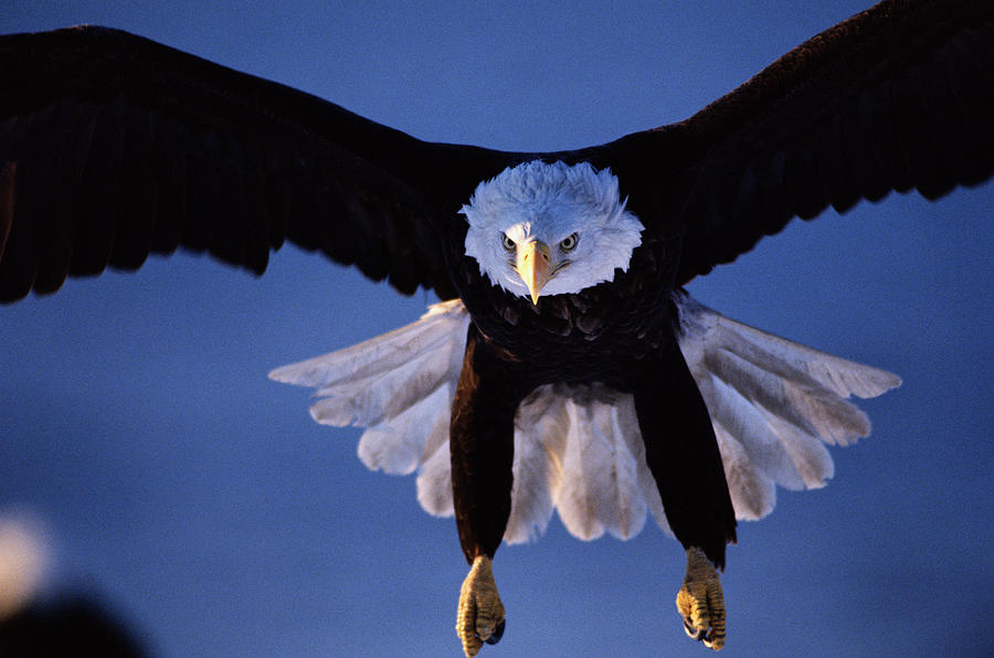 Bald Eagle (Haliaeetus leucocephalus) landing Photograph by Johnny Johnson