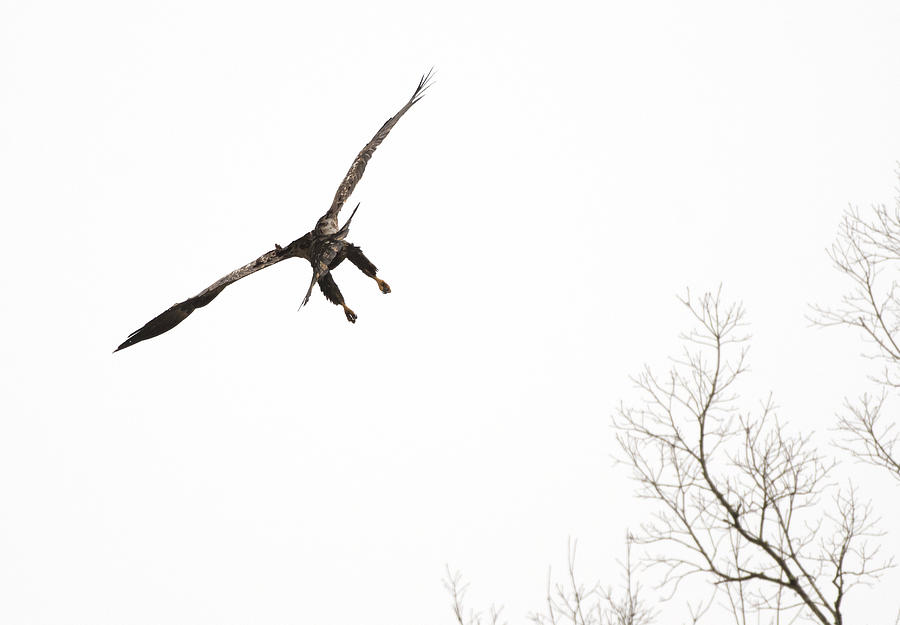 Bald Eagle, haliaeetus leucocephalus, Minimalism, Hall River, North Carolina 26 Photograph by Eric Abernethy