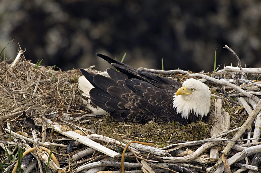 Bald Eagle, Haliaeetus leucocephalus, on nest with chicks. Unalsaka Island, Dutch Harbor, Alaska. USA Photograph by Bruce Lichtenberger