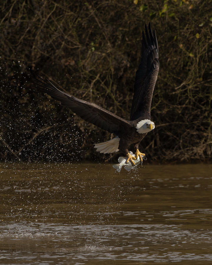Bald Eagle, haliaeetus leucocephalus, Raptor Art, Hall River, North Carolina 1 Photograph by Eric Abernethy