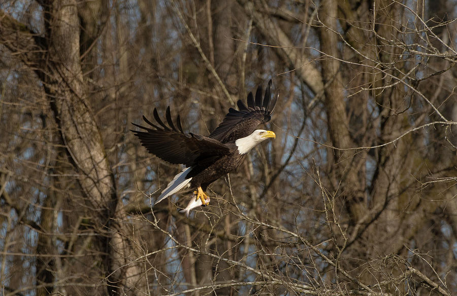 Bald Eagle, haliaeetus leucocephalus, Raptor Art, Hall River, North Carolina 10 Photograph by Eric Abernethy