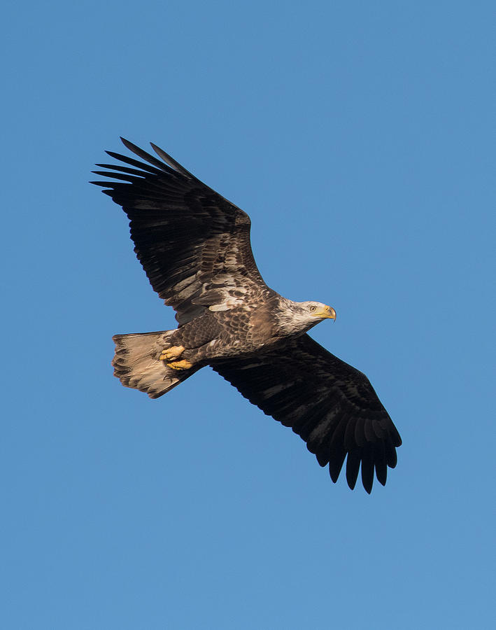 Bald Eagle, haliaeetus leucocephalus, Raptor Art, Hall River, North Carolina 11 Photograph by Eric Abernethy