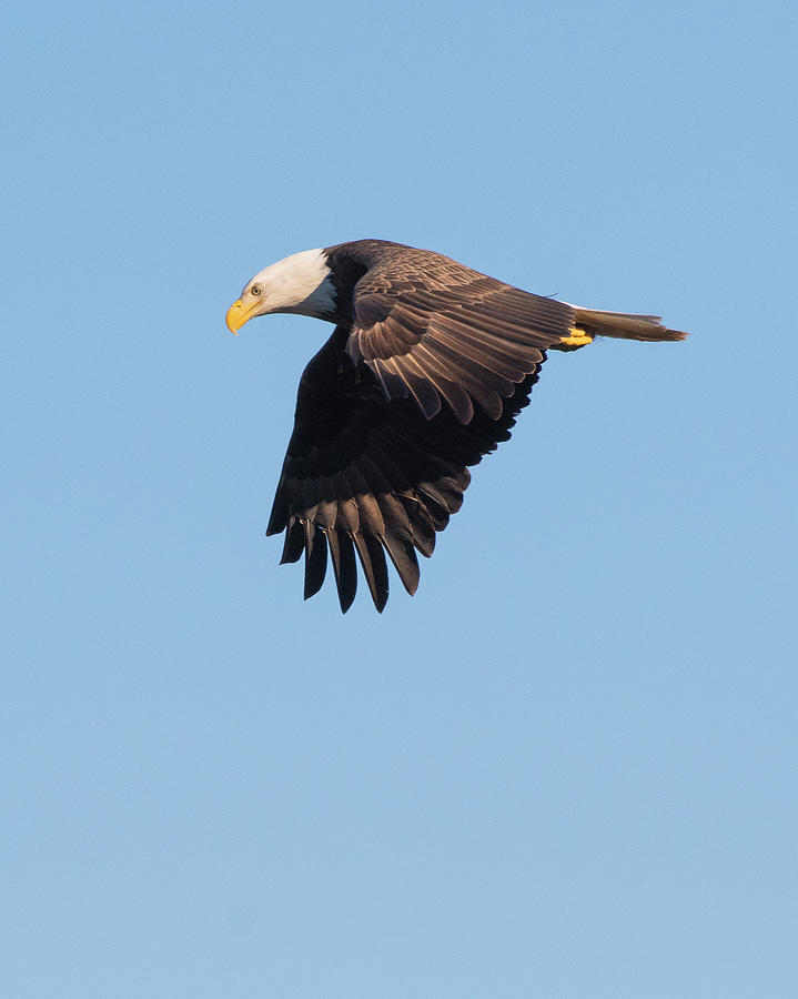 Bald Eagle, haliaeetus leucocephalus, Raptor Art, Hall River, North Carolina 12 Photograph by Eric Abernethy