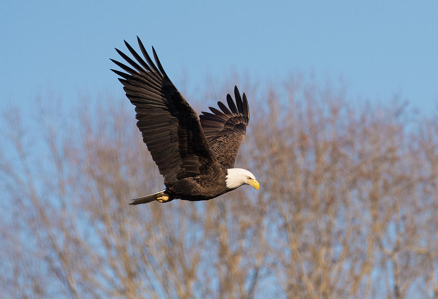 Bald Eagle, haliaeetus leucocephalus, Raptor Art, Hall River, North Carolina 14 Photograph by Eric Abernethy